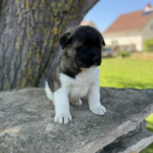 Domino American Akita Domino American Akita