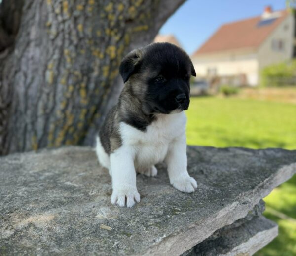 Domino American Akita Domino American Akita