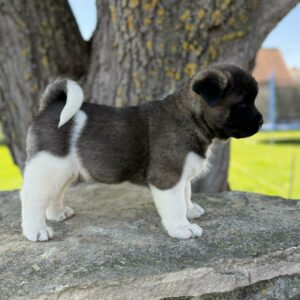 Domino American Akita Domino American Akita