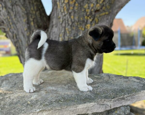 Domino American Akita Domino American Akita