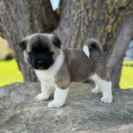 Don-male-american-akita-puppy-for-sale- (1)