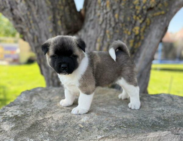 Don American Akita Don American Akita