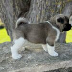 Don-male-american-akita-puppy-for-sale- (2)
