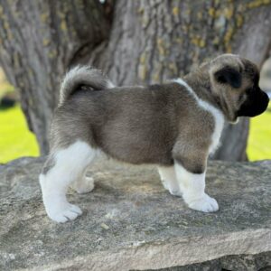 Don American Akita Don American Akita