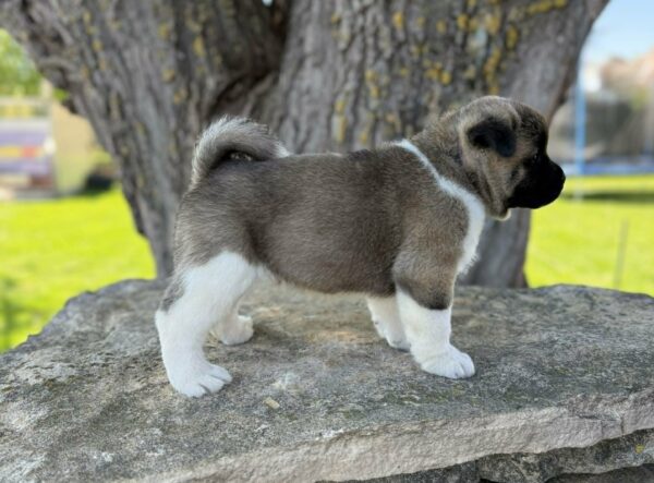 Don American Akita Don American Akita