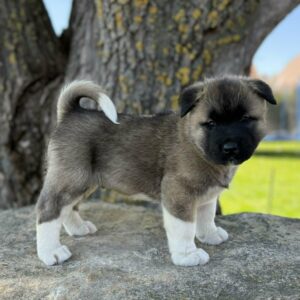 Drops American Akita Drops American Akita