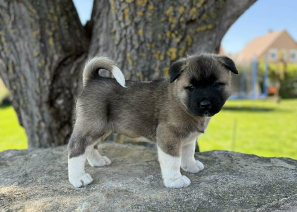 Drops American Akita Drops American Akita