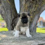 Drops-male-american-akita-puppy-for-sale- (2)