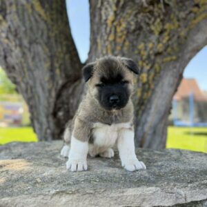 Drops American Akita Drops American Akita