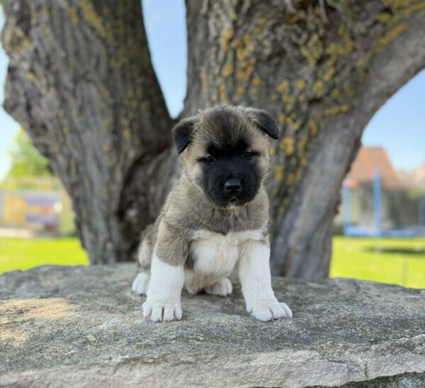 Drops American Akita Drops American Akita