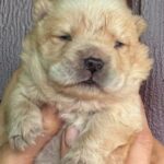 Edelweiss-male-chow-chow-puppy-for-sale-1