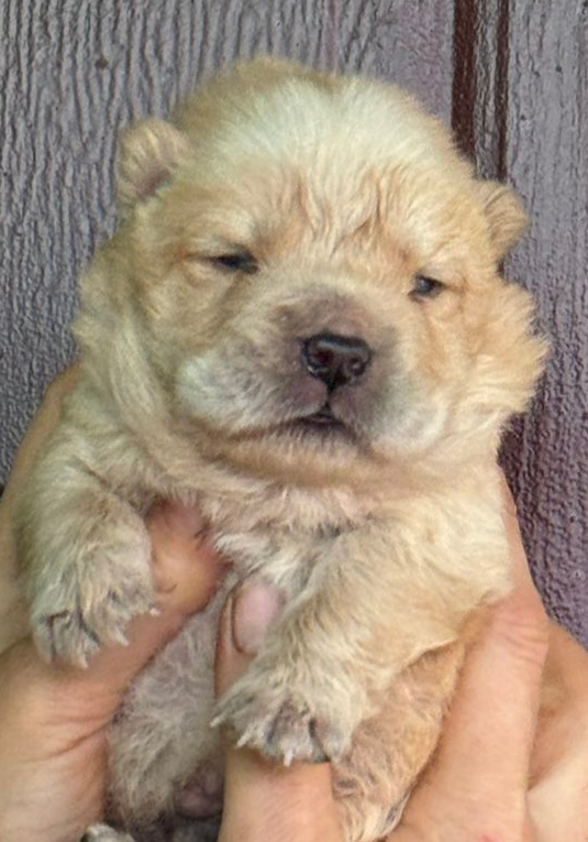 Edelweiss Chow-Chow Edelweiss Chow-Chow