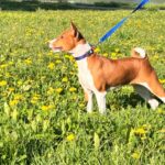 Eliot-male-Basenji-puppy-for-sale-1