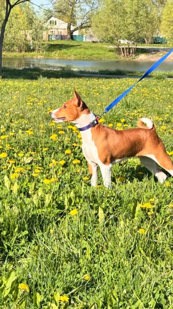 Eliot Basenji Eliot Basenji