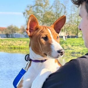 Eliot Basenji Eliot Basenji