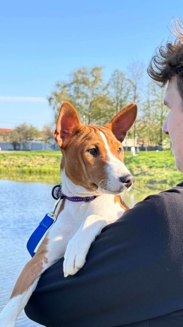 Eliot Basenji Eliot Basenji