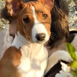 Eliot-male-Basenji-puppy-for-sale-3