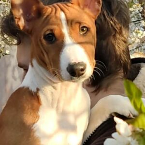 Eliot Basenji Eliot Basenji