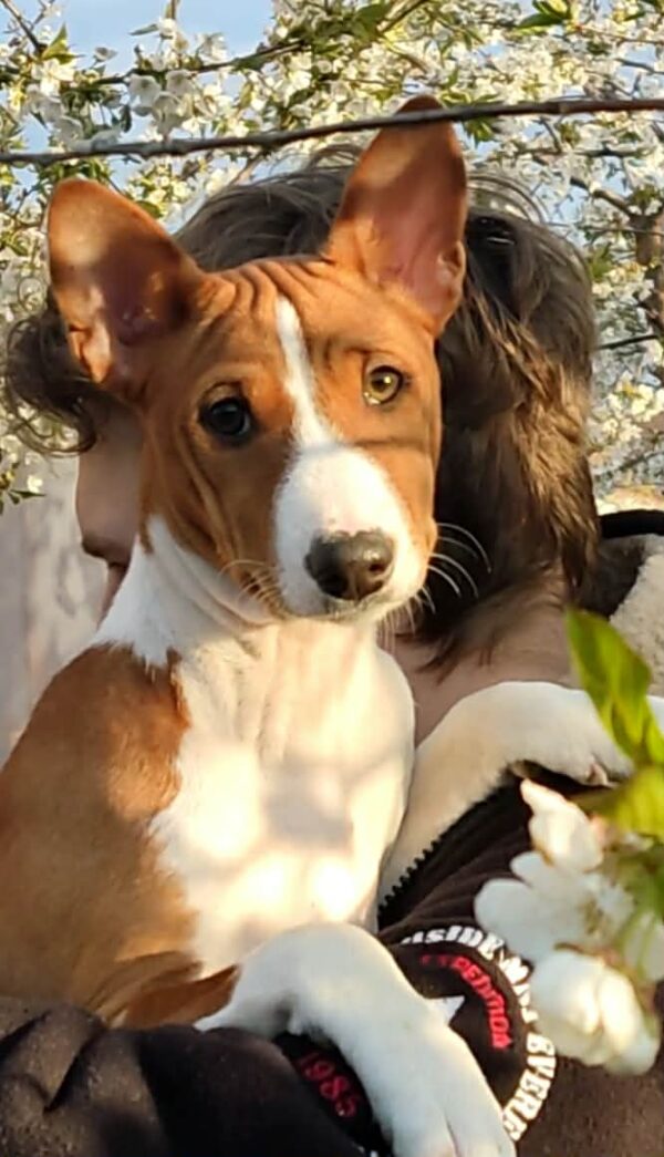 Eliot Basenji Eliot Basenji