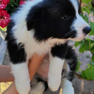 Elvira Border Collie Elvira Border Collie