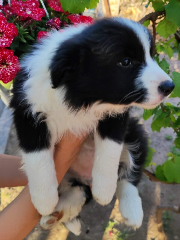 Elvira Border Collie Elvira Border Collie
