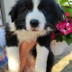 Elvira-female-Border-Collie-puppy-for-sale-2