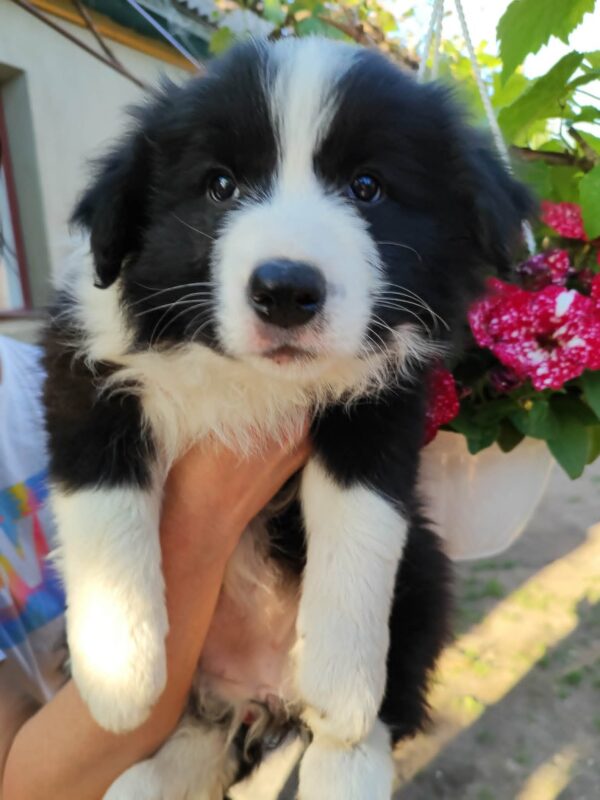 Elvira Border Collie Elvira Border Collie