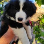 Elvira-female-Border-Collie-puppy-for-sale-3