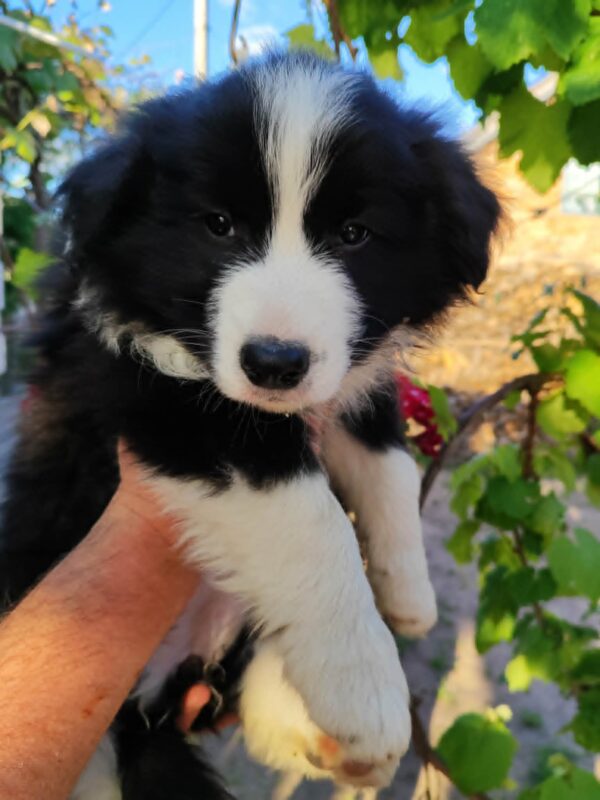 Elvira Border Collie Elvira Border Collie