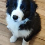 Elvira-female-Border-Collie-puppy-for-sale-4