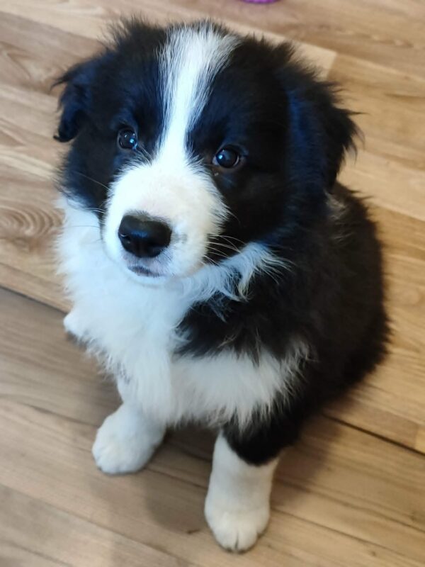 Elvira Border Collie Elvira Border Collie