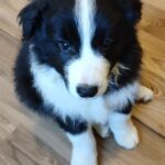 Elvira-female-Border-Collie-puppy-for-sale-5