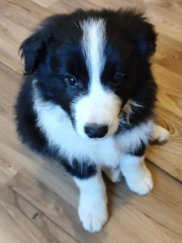 Elvira Border Collie Elvira Border Collie