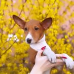 Elvis-male-Basenji-puppy-for-sale-1