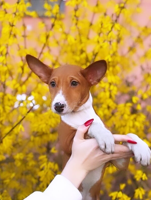 Elvis Basenji Elvis Basenji