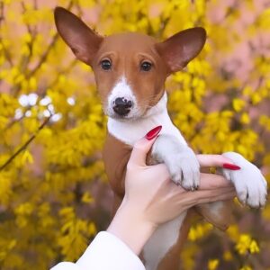 Elvis Basenji Elvis Basenji