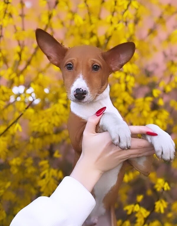 Elvis Basenji Elvis Basenji