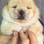 Elvis-male-chow-chow-puppy-for-sale-1 (1)