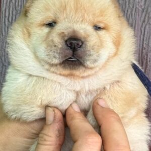 Elvis Chow-Chow Elvis Chow-Chow
