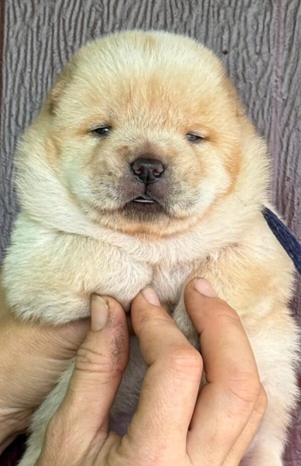 Elvis Chow-Chow Elvis Chow-Chow