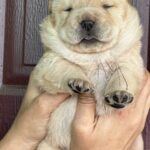 Elvis-male-chow-chow-puppy-for-sale-1 (2)