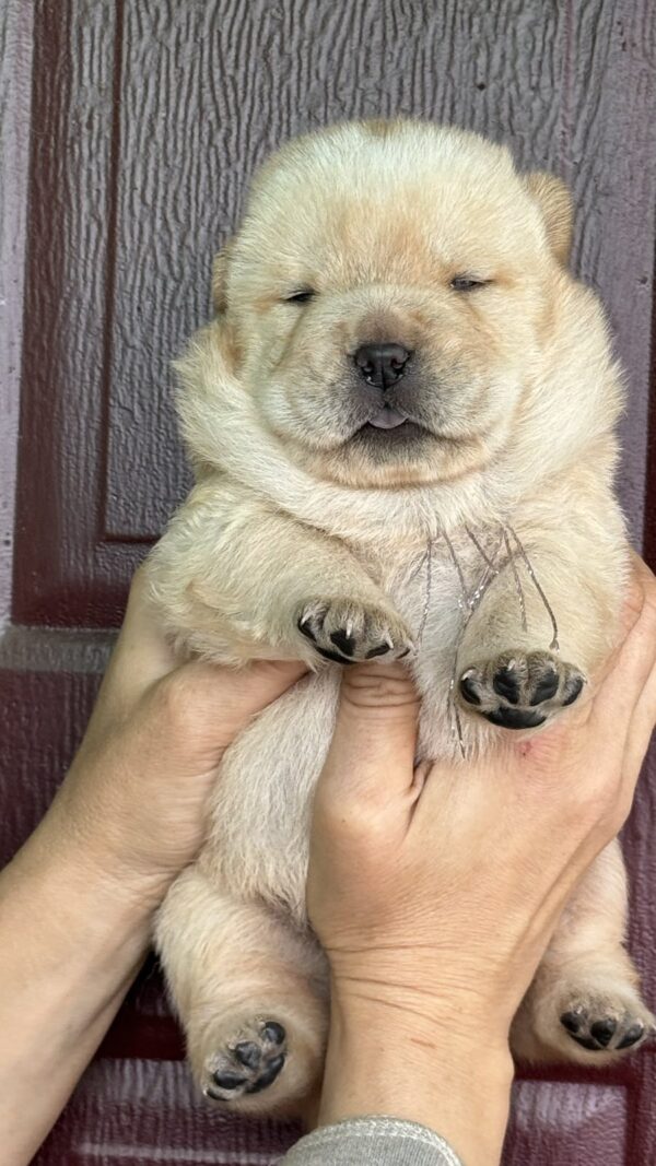 Elvis Chow-Chow Elvis Chow-Chow