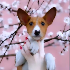 Eros Basenji Eros Basenji