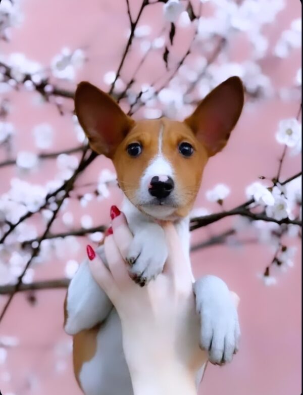 Eros Basenji Eros Basenji