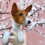Eros-male-Basenji-puppy-for-sale-2