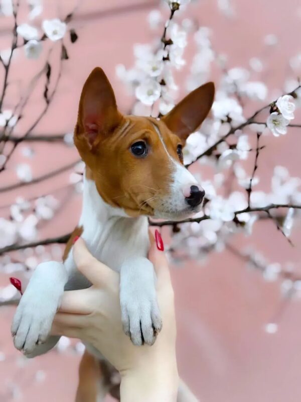 Eros Basenji Eros Basenji