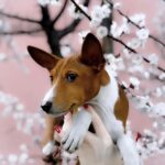 Eros-male-Basenji-puppy-for-sale-3