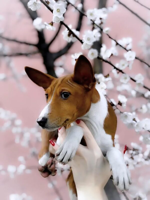 Eros Basenji Eros Basenji