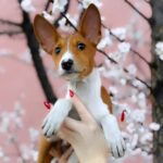Eros-male-Basenji-puppy-for-sale-4