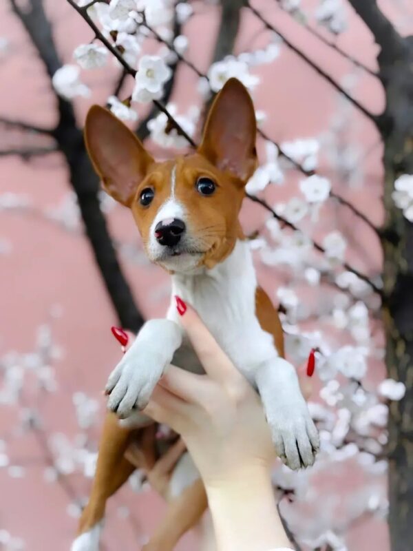 Eros Basenji Eros Basenji